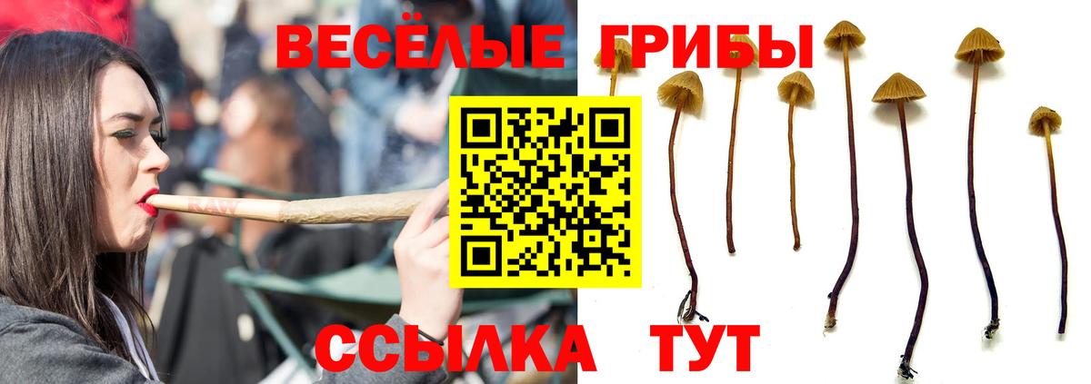 Галлюциногенные грибы GOLDEN TEACHER  Вход с VPN  Кириши  Псилоцибиновые грибы MAGIC MUSHROOMS 